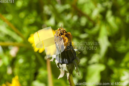 Image of yellow dandelions