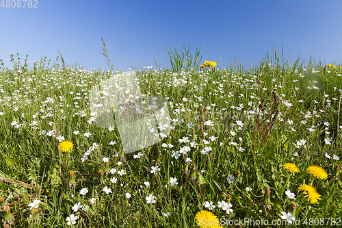 Image of wild flowers in May