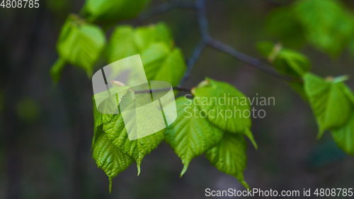 Image of Nature background with birch branches and young bright leaves in front of day sun.