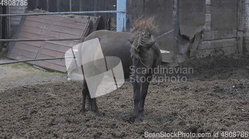 Image of Herd of horses on a farm near a haystack