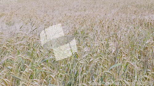 Image of Fields of wheat at the end of summer fully ripe