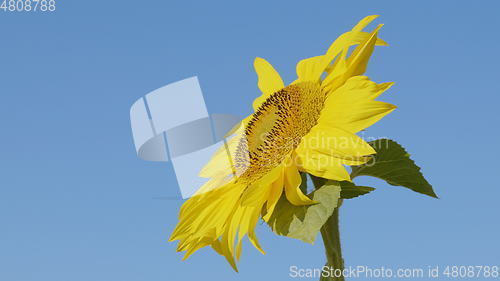 Image of Field of flowering sunflowers with bees collecting honey