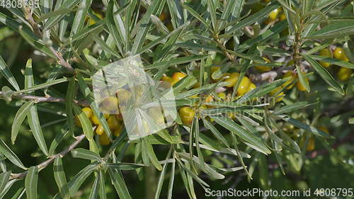 Image of Sea-buckthorn yellow on the branch tree autumn