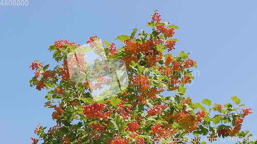 Image of Branch of red viburnum in the garden