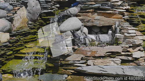 Image of Beautiful pigeon sitting near the water fountain