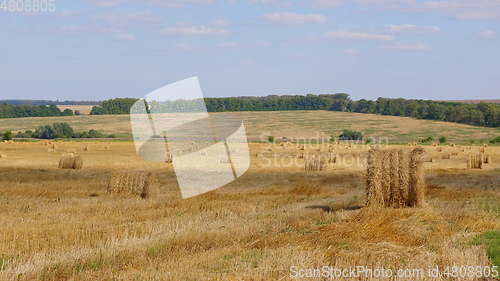 Image of Fields of wheat at the end of summer fully ripe