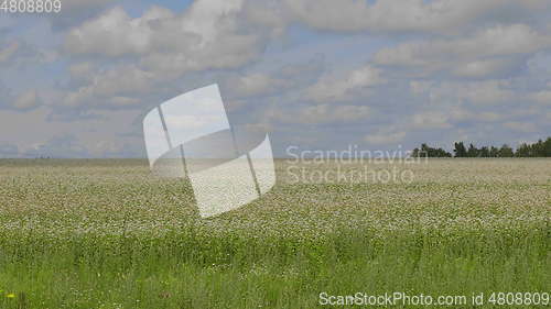 Image of Fields of wheat at the end of summer fully ripe