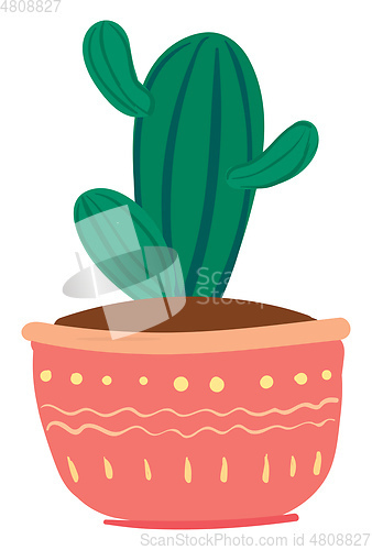 Image of A lovely striped cactus potted plant with loads of small arms pr