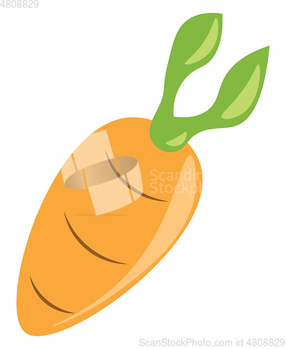 Image of Carrot a healthy vegetable vector or color illustration