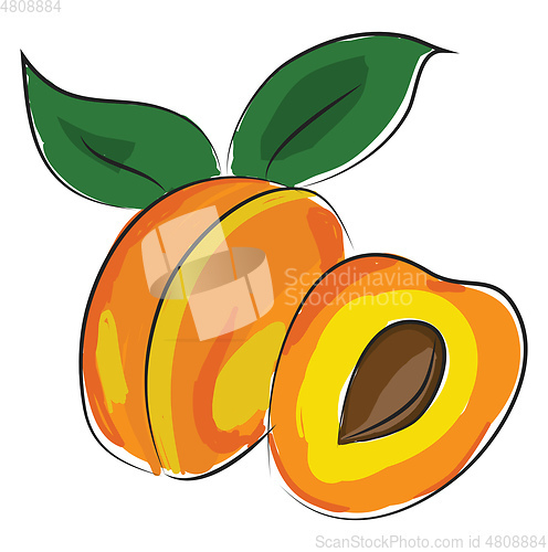Image of Apricot fruit, vector color illustration.