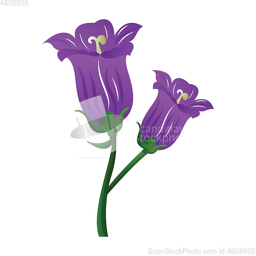 Image of Vector illustration purple campanula  flowers  on white backgrou