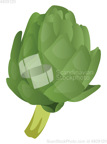 Image of Green artichoke vector illustration of vegetables on white backg