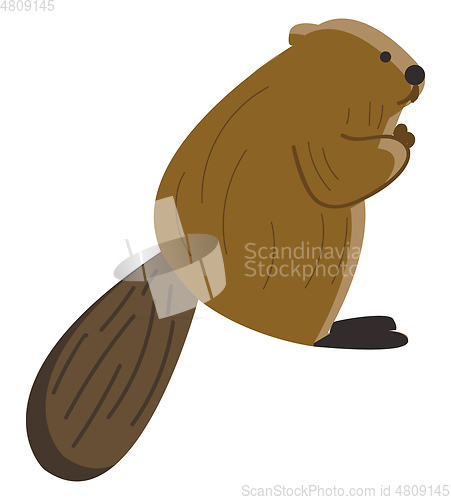 Image of A brown beaver, vector color illustration.