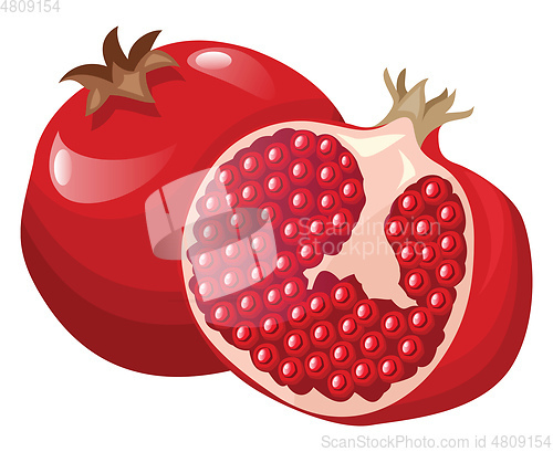 Image of Vector illustration of a bright red pomegranate fruit half a pom