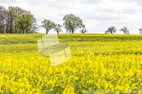 Image of field of rapeseed at spring time