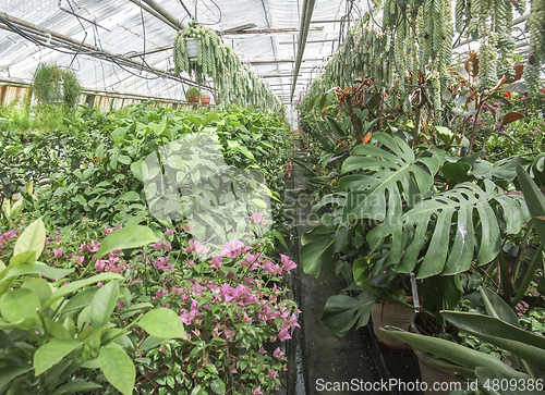 Image of inside greenhouse scenery