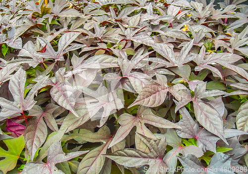 Image of red veined plant leaves