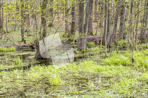 Image of forest with swamp