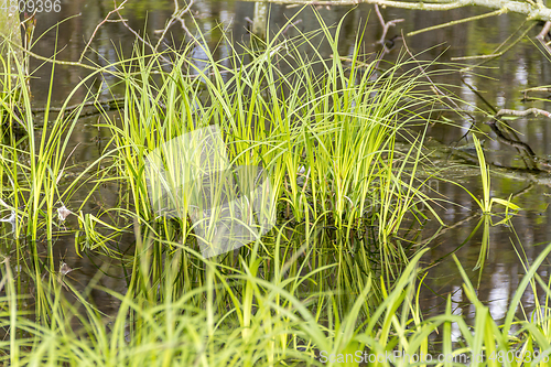 Image of grassy swamp closeup