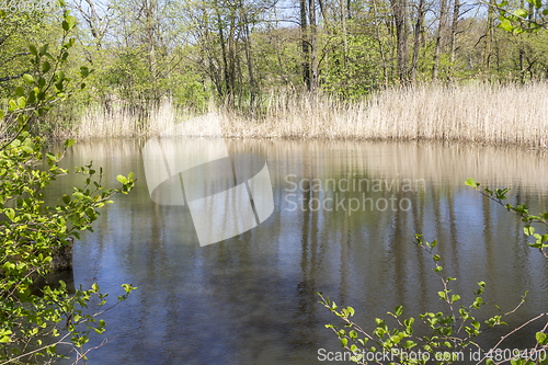 Image of lake with reed