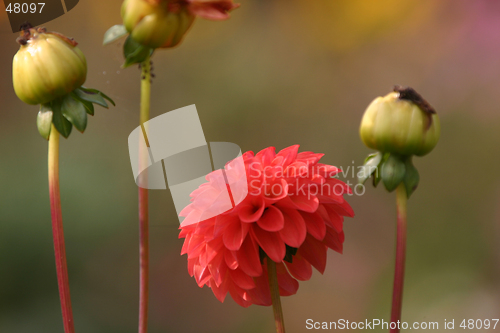 Image of flower in dust