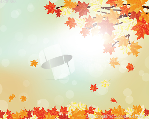 Image of Autumn maple leaves 