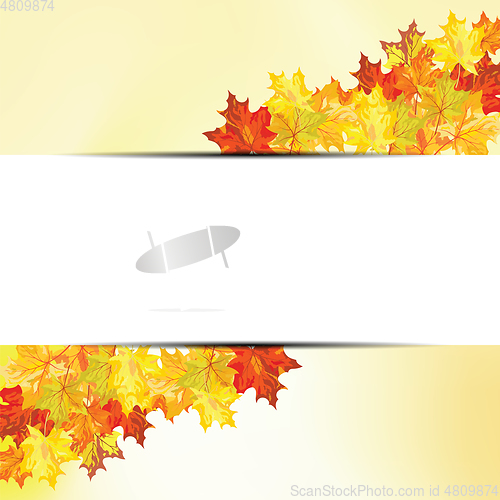 Image of Autumn maple leaves 