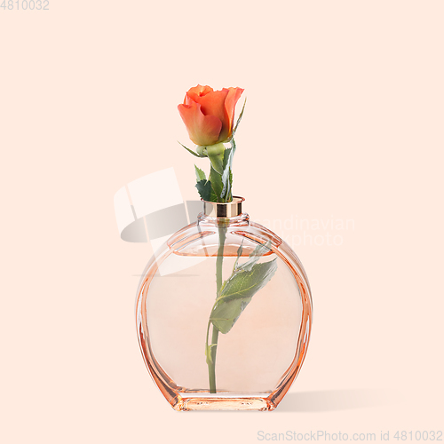 Image of Contemporary art collage, modern design. Retro style. Parfume bottle with tender blooming rose in it on pastel background