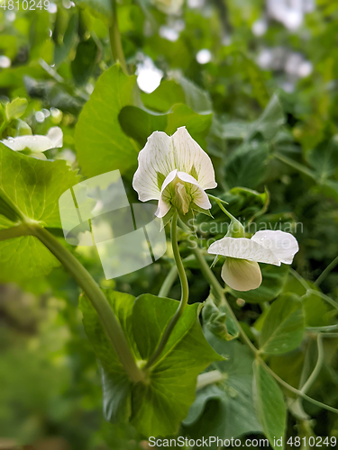 Image of Pea Plant vegetable in a garden