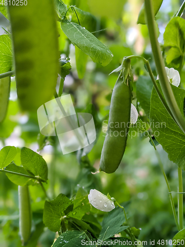 Image of Pea Plant vegetable in a garden