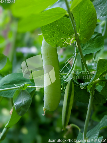 Image of Pea Plant vegetable in a garden