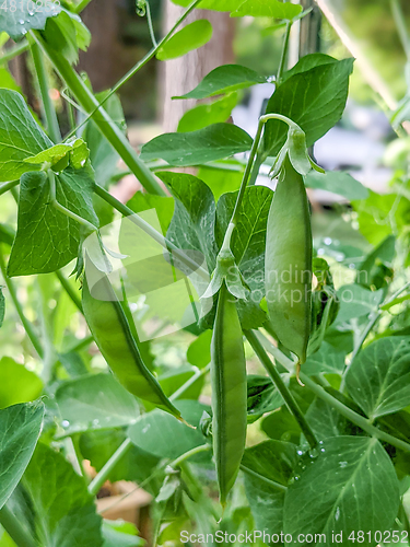 Image of Pea Plant vegetable in a garden