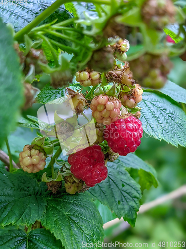 Image of Raspberries ripening in the garden in summer