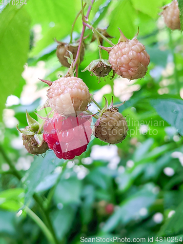 Image of Raspberries ripening in the garden in summer