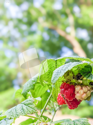 Image of Raspberries ripening in the garden in summer