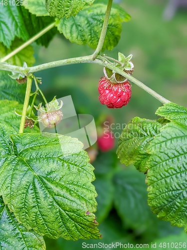 Image of Raspberries ripening in the garden in summer