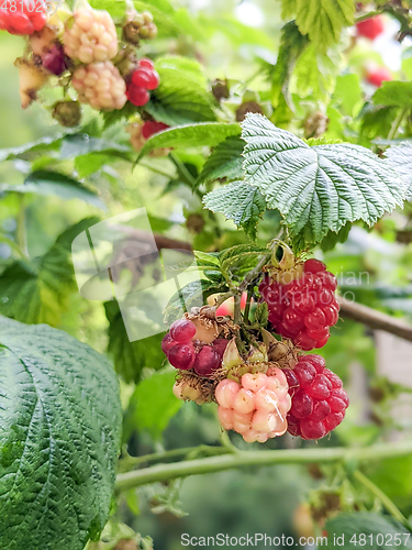 Image of Raspberries ripening in the garden in summer