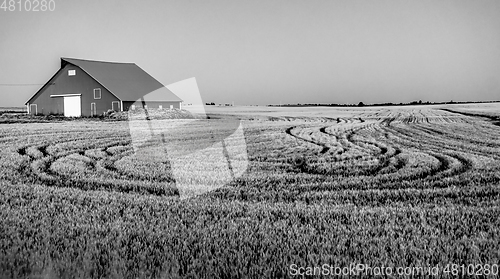 Image of Magical wheat farm fields in palouse washington