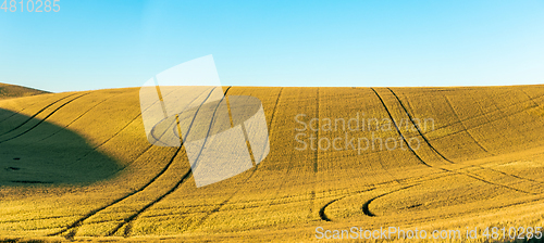 Image of Magical wheat farm fields in palouse washington