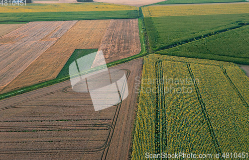 Image of Sunflower and Corn fields diagonal view