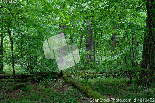 Image of Natural deciduous tree stand