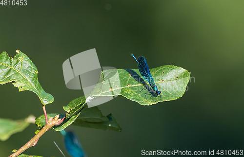 Image of Banded Demoiselle (Calopteryx splendens) in summer