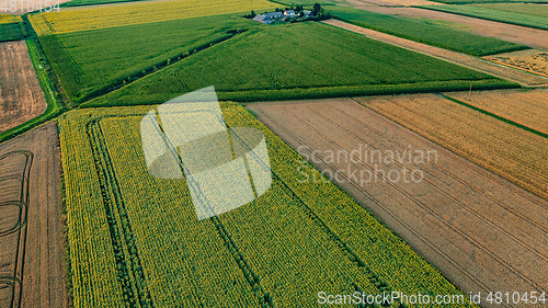 Image of Sunflower and Corn fields diagonal view