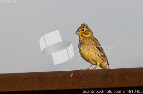 Image of Yellowhammer male looking at camera