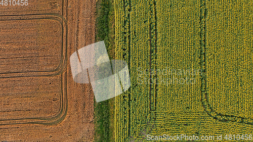 Image of Sunflower and Corn fields top view