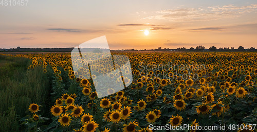 Image of Sunflower field in summertime sunset light
