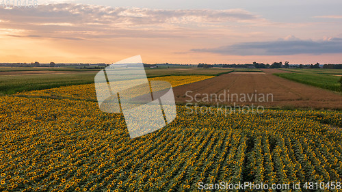 Image of Sunflower and Corn fields diagonal view