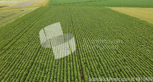 Image of Rows of young Sunflower from above