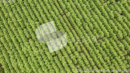 Image of Rows of young Sunflower from above