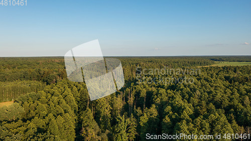 Image of Polish part of Bialowieza Forest to east